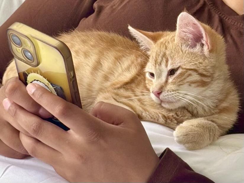 Enlarge Arthur (bonded with Monkey Bread), a Adoptable Domestic Short Hair in San Francisco, CA image 6/6