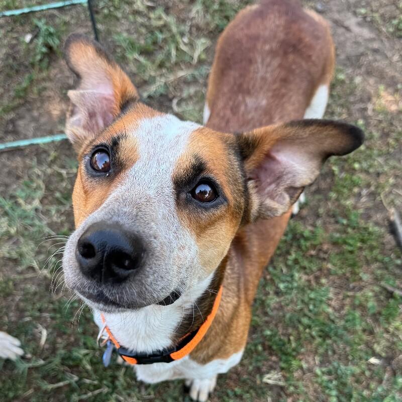 BRUCE BATMAN, Adoptable, Adult Male Dachshund & Cattle Dog.