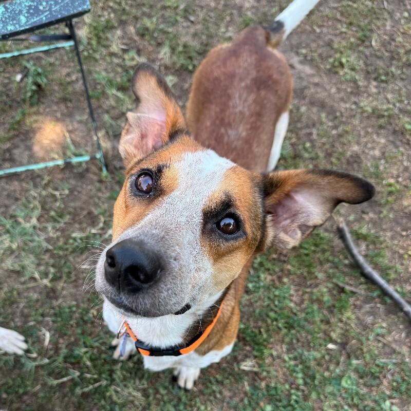 BRUCE BATMAN, a Adoptable mixed breed in lawton, OK image 2/4