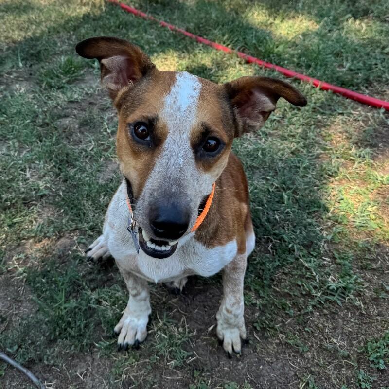 BRUCE BATMAN, a Adoptable mixed breed in lawton, OK image 3/4