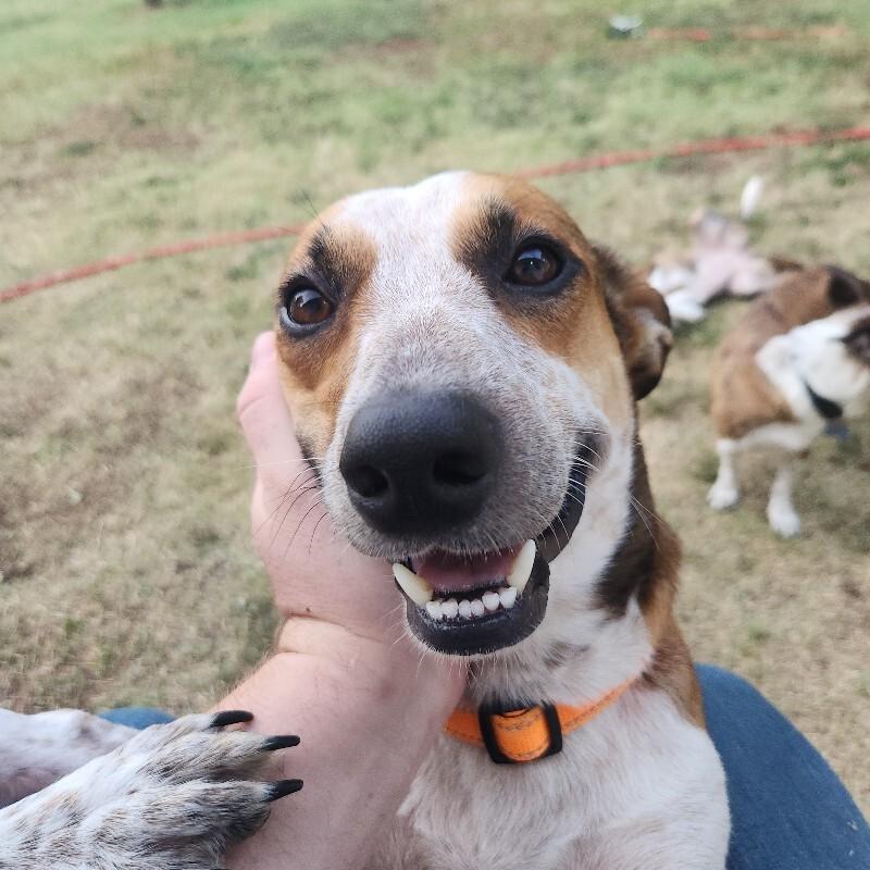 Enlarge BRUCE BATMAN, a Adoptable mixed breed in lawton, OK image 4/5