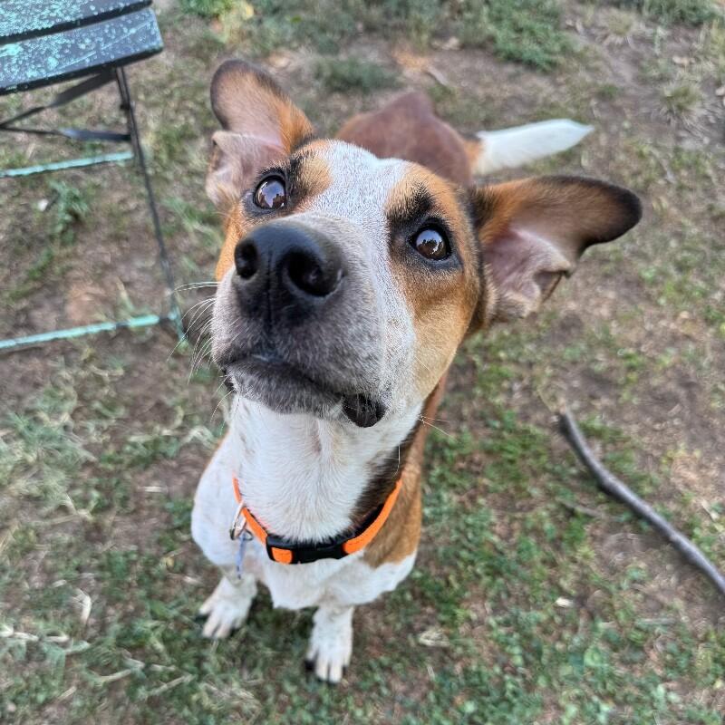 BRUCE BATMAN, a Adoptable mixed breed in lawton, OK image 4/4