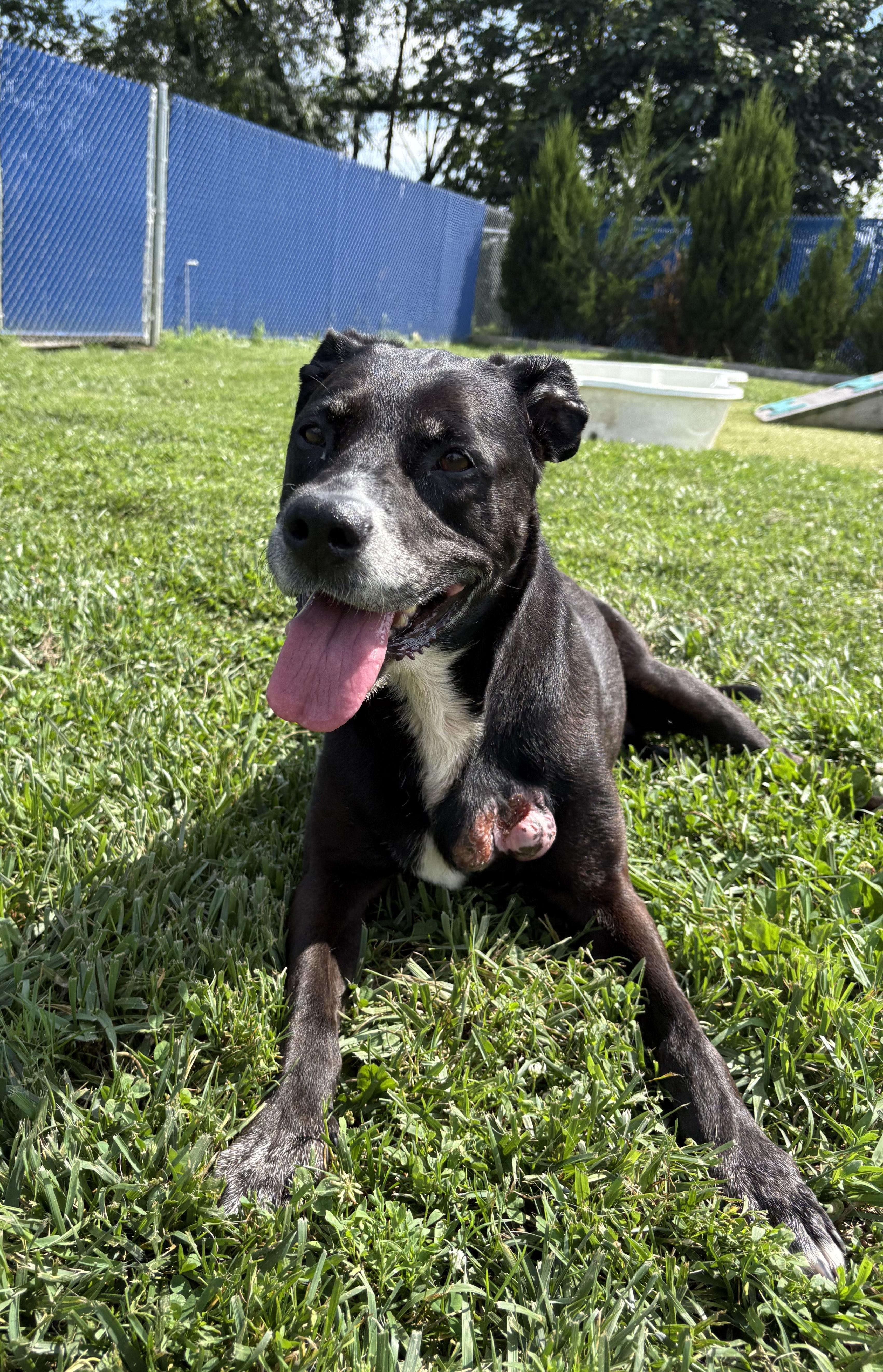 Kendra, Adoptable, Senior Female Black Labrador Retriever.