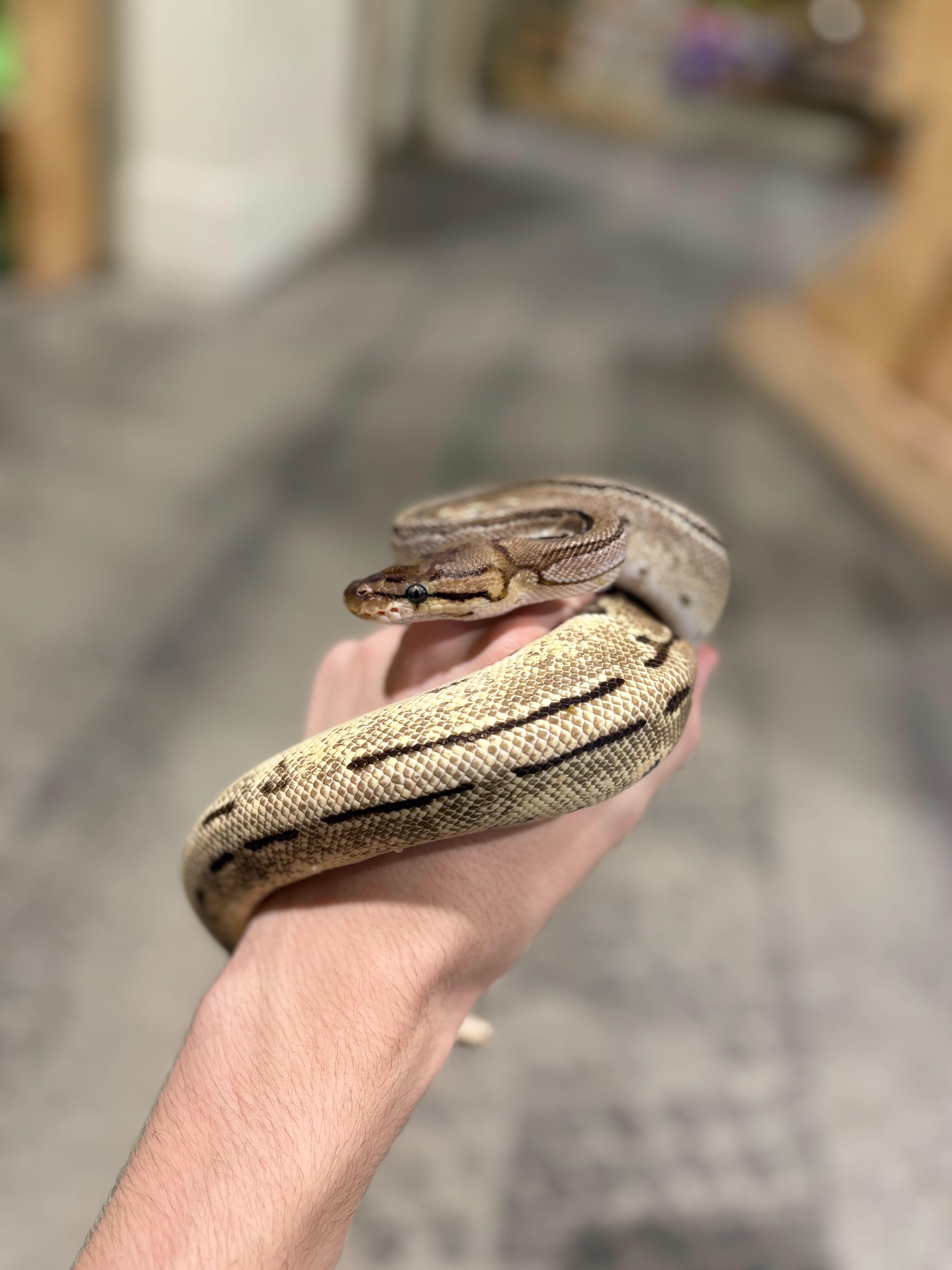 Pretzel , a ADOPTABLE Ball Python in London, ON image 2/3