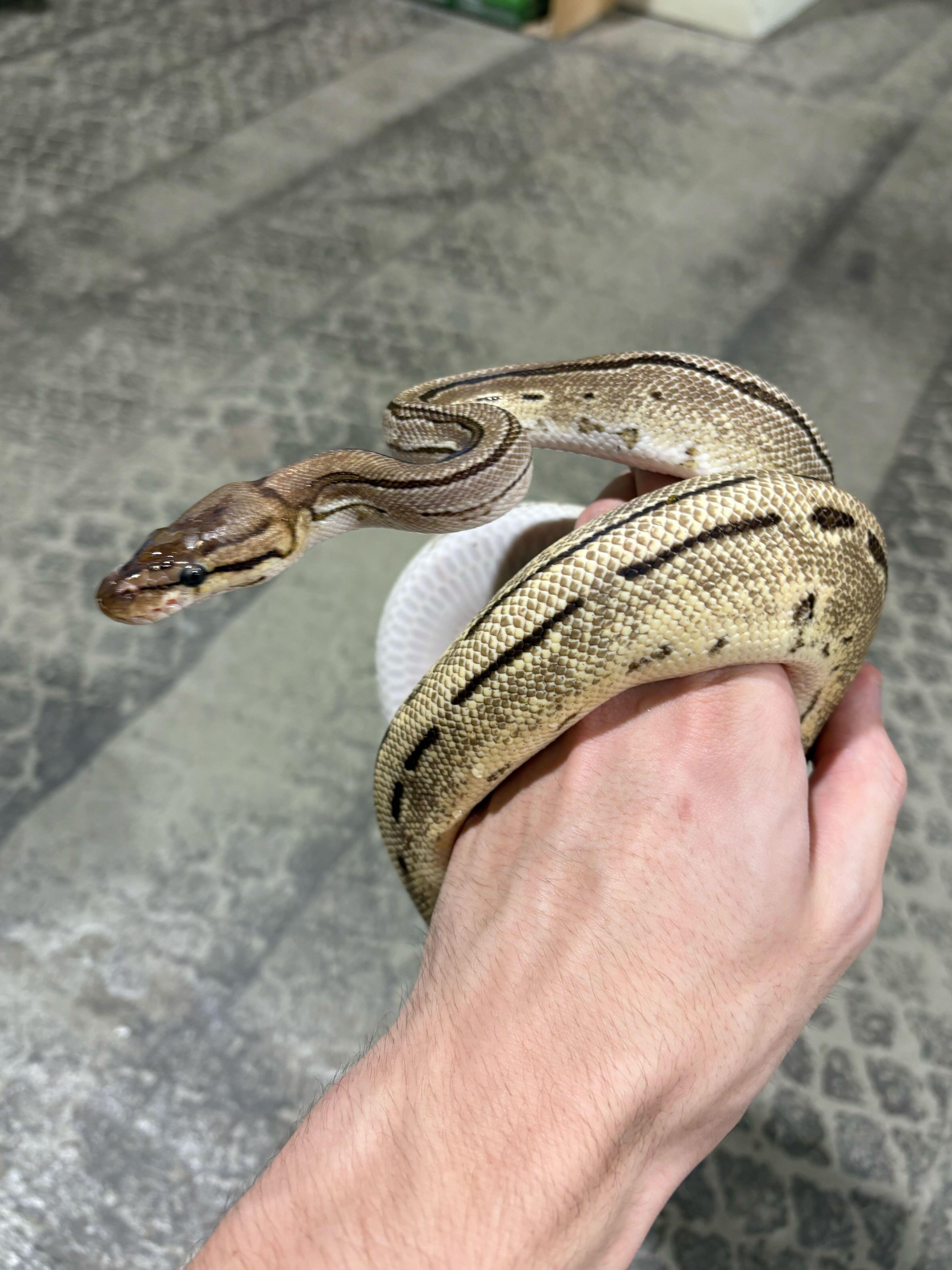 Pretzel , ADOPTABLE, Young Unknown Ball Python.