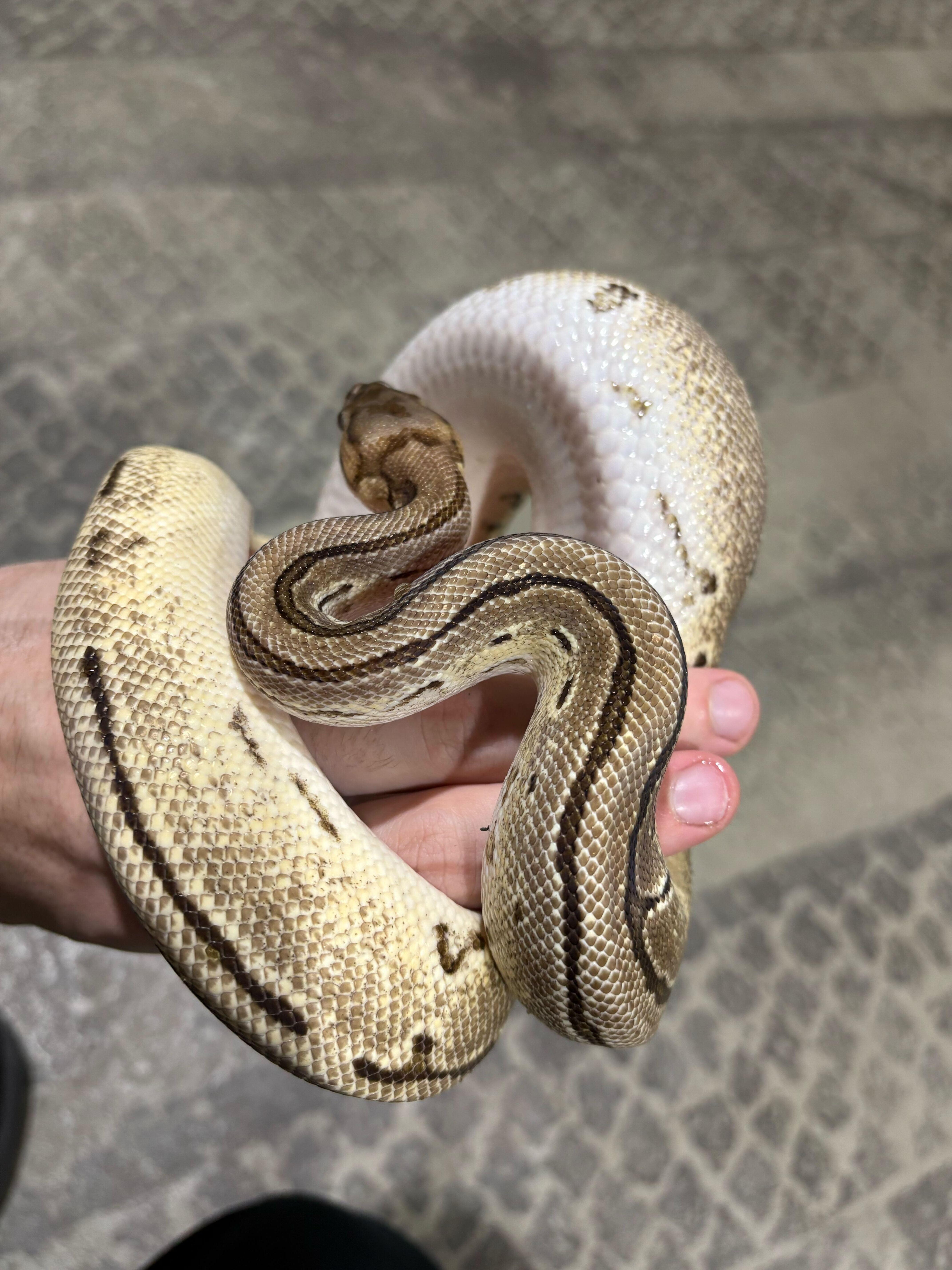 Pretzel , a ADOPTABLE Ball Python in London, ON image 3/3