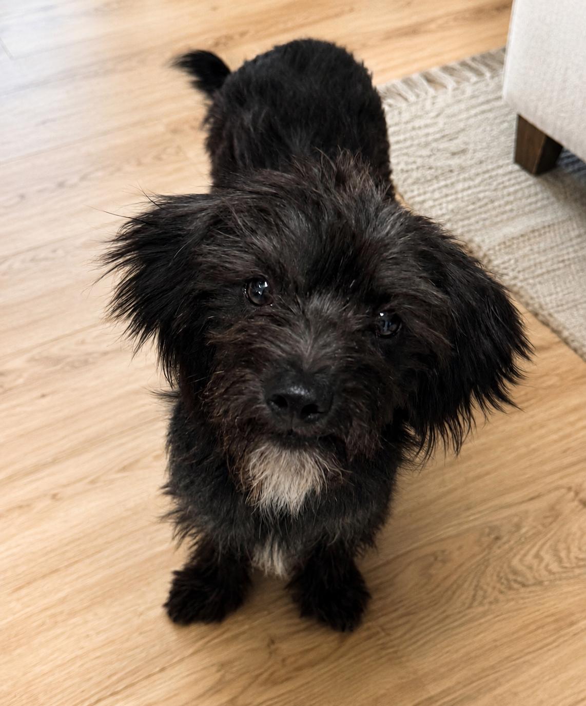 Enlarge Peter, an adopted mixed breed in Phoenix, AZ image 2/2