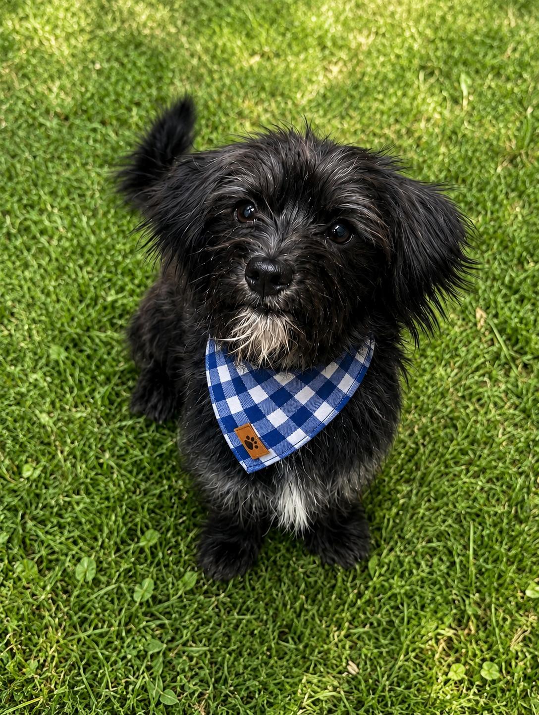 Enlarge Peter, an adopted mixed breed in Phoenix, AZ image 1/2