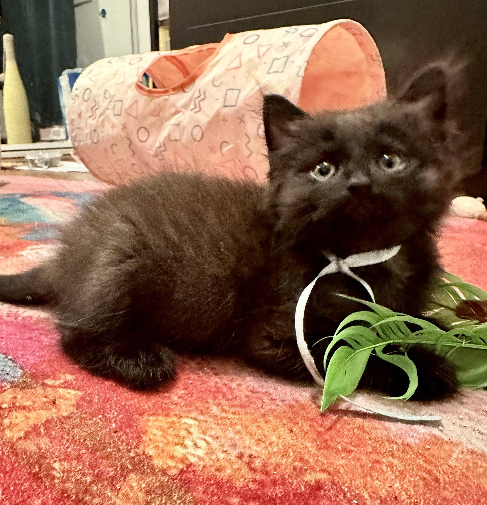 Enlarge Walrus, a Adopted Domestic Short Hair in Seal Beach, CA image 2/3