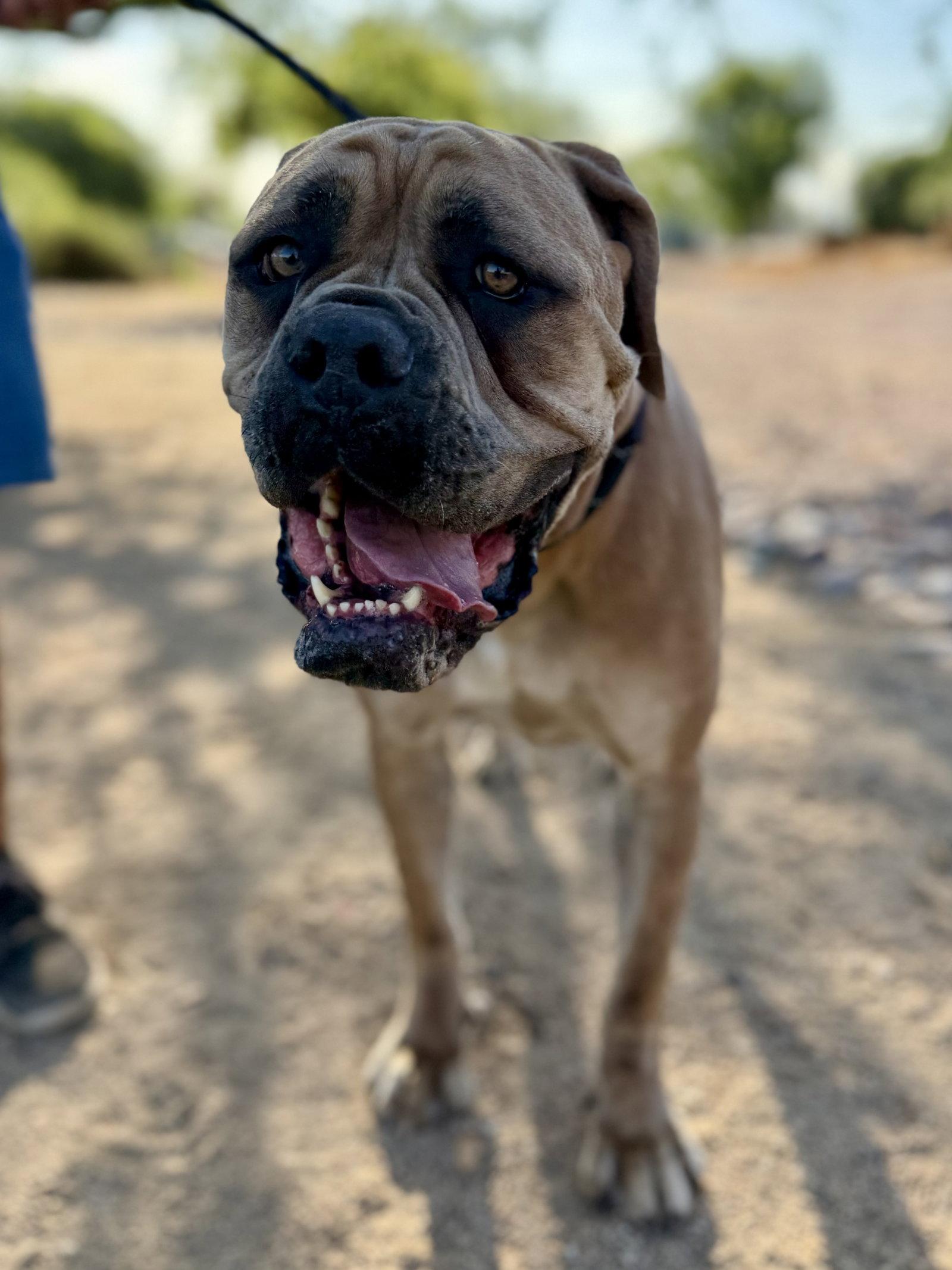 Enlarge Nena, a Adoptable Mastiff in Glendale, AZ image 1/3