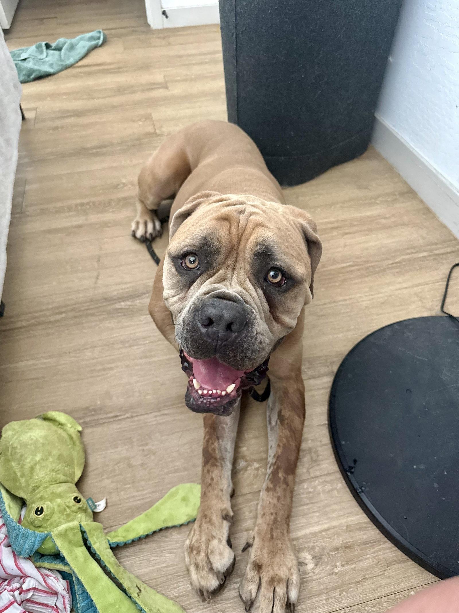 Enlarge Nena, a Adoptable Mastiff in Glendale, AZ image 2/3