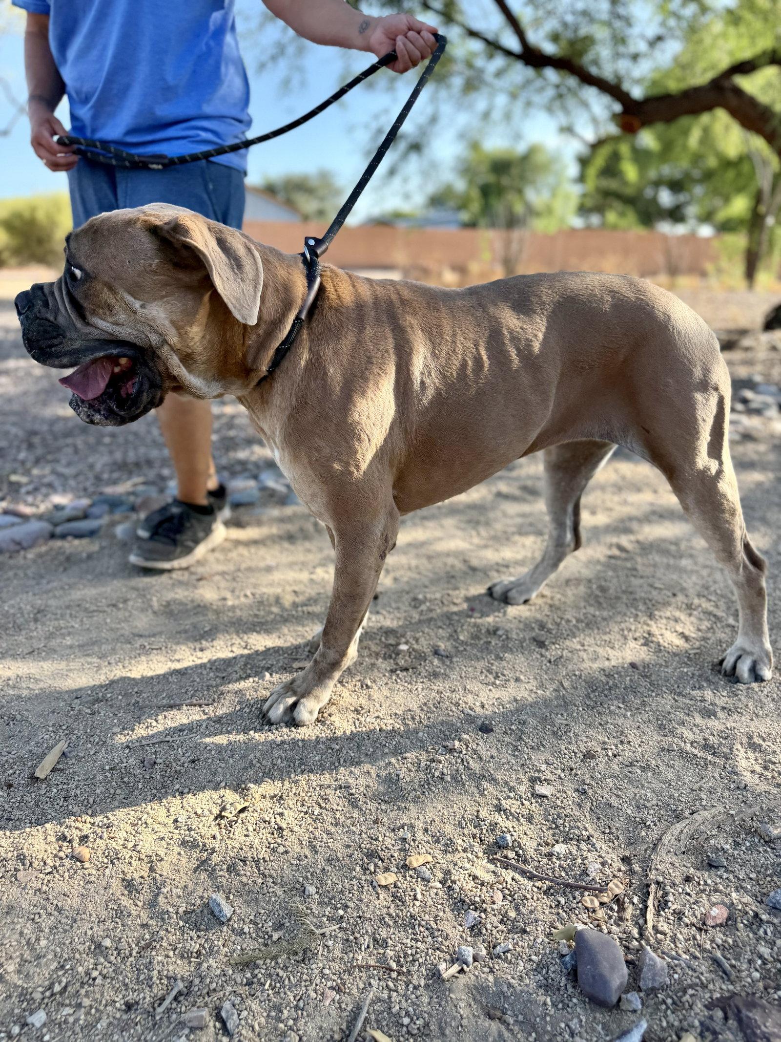 Enlarge Nena, a Adoptable Mastiff in Glendale, AZ image 3/3