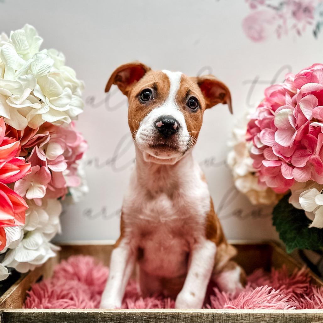 Arlo, Adoptable, Puppy Male American Staffordshire Terrier.