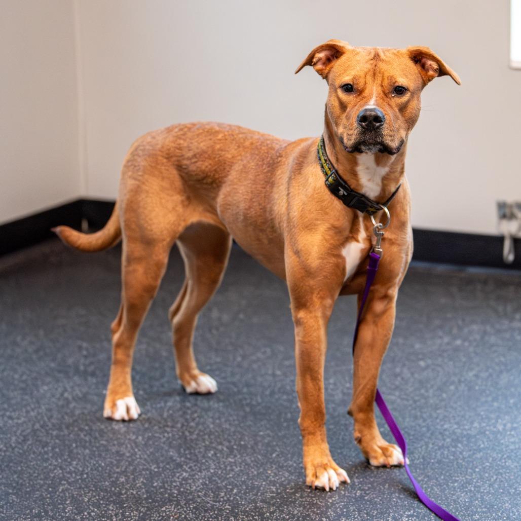 Angel, Adoptable, Adult Female Mixed Breed.