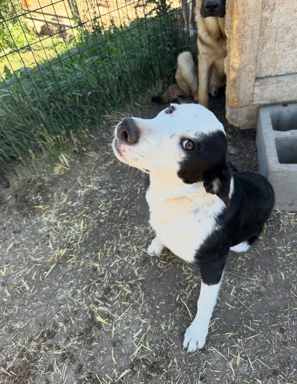 Loretta, an adoptable Border Collie, Mixed Breed in Wilsall, MT, 59086 | Photo Image 1