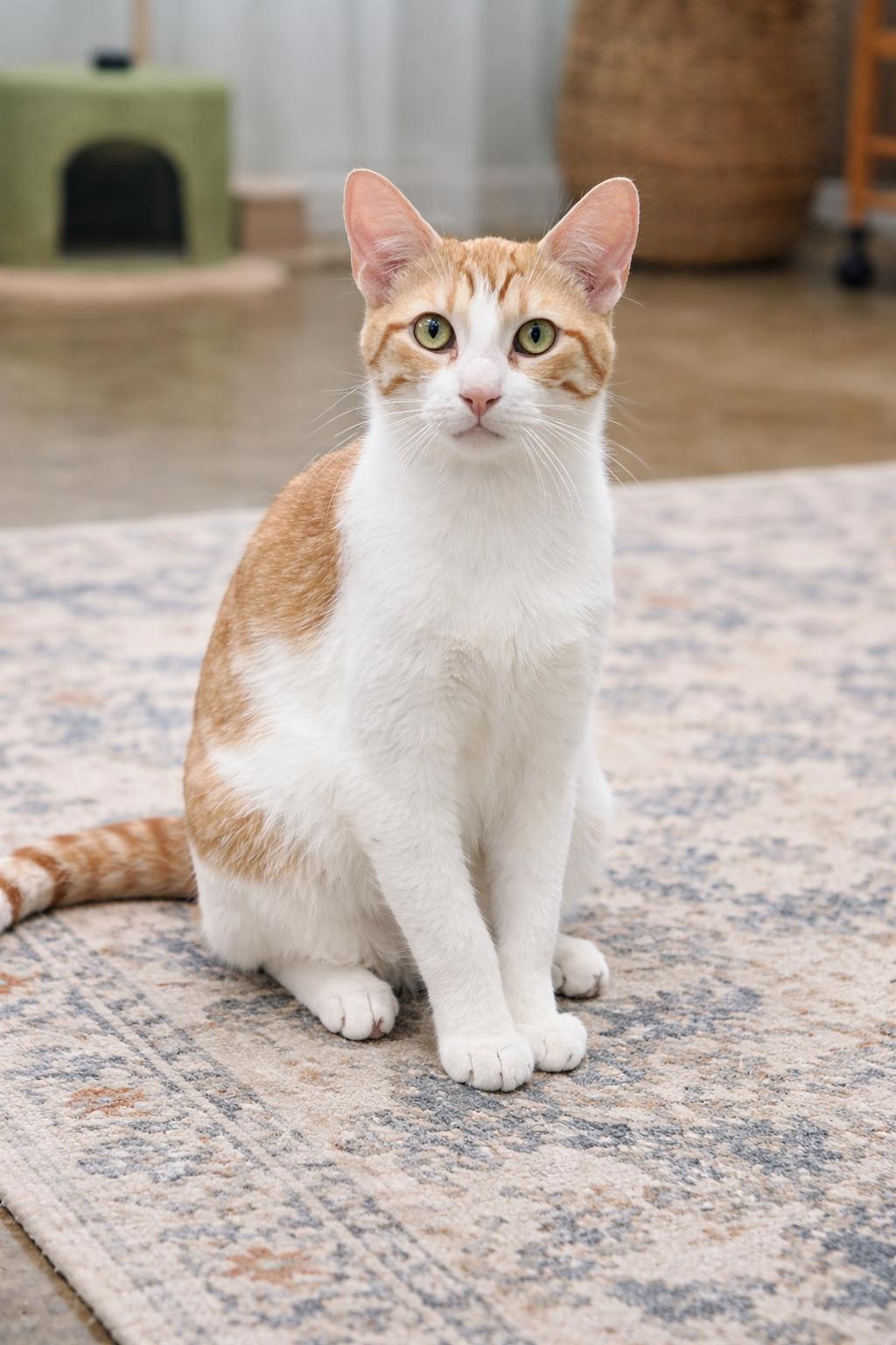 Detroit (Millington, TN), a Adoptable Domestic Short Hair in Millington, TN image 2/5