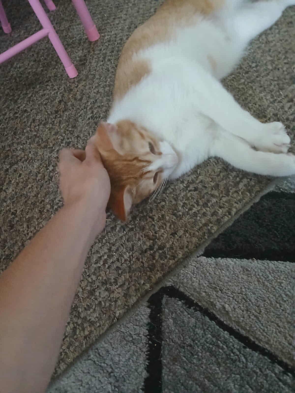 Detroit (Millington, TN), a Adoptable Domestic Short Hair in Millington, TN image 3/6