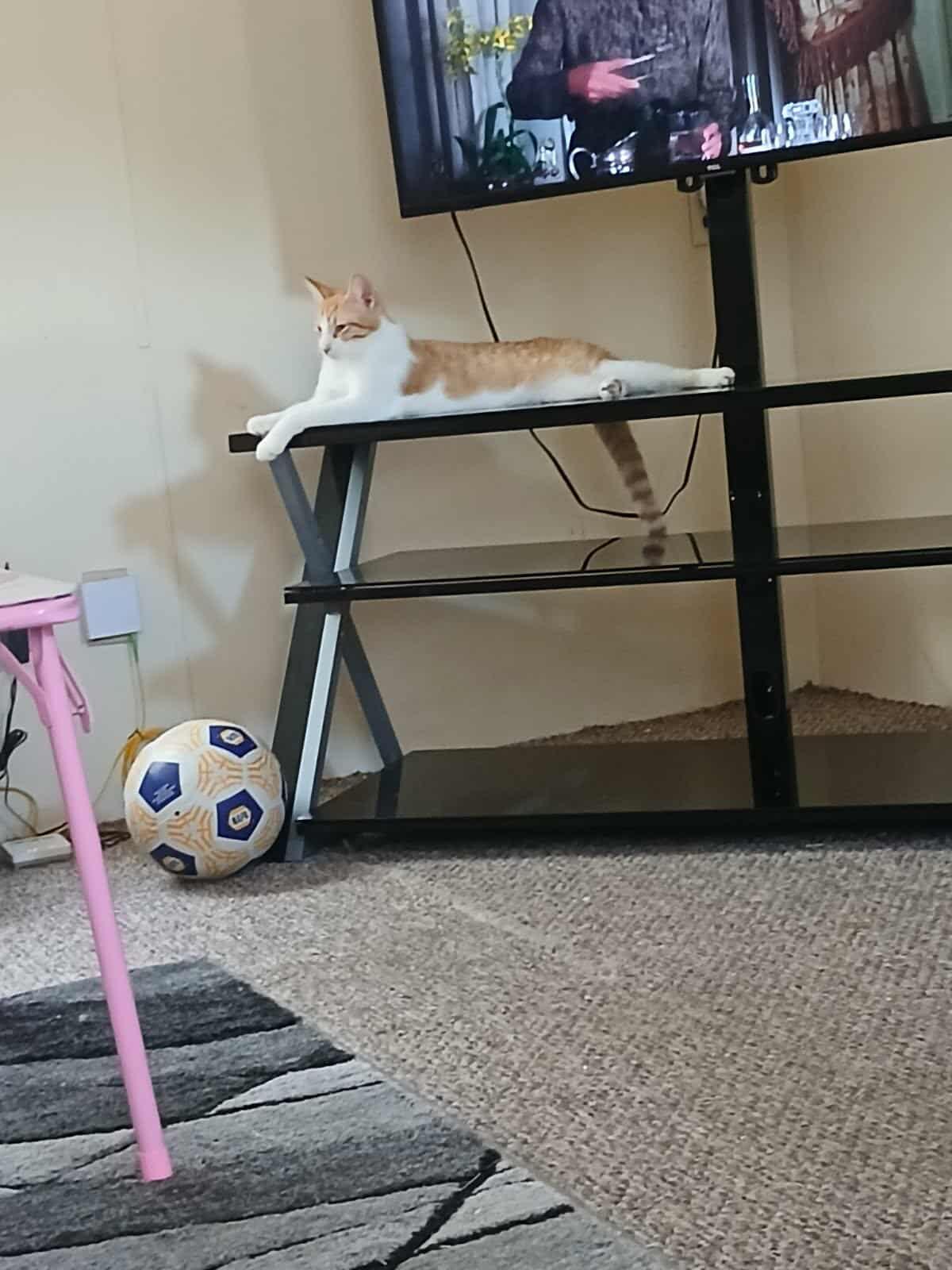 Detroit (Millington, TN), a Adoptable Domestic Short Hair in Millington, TN image 4/6