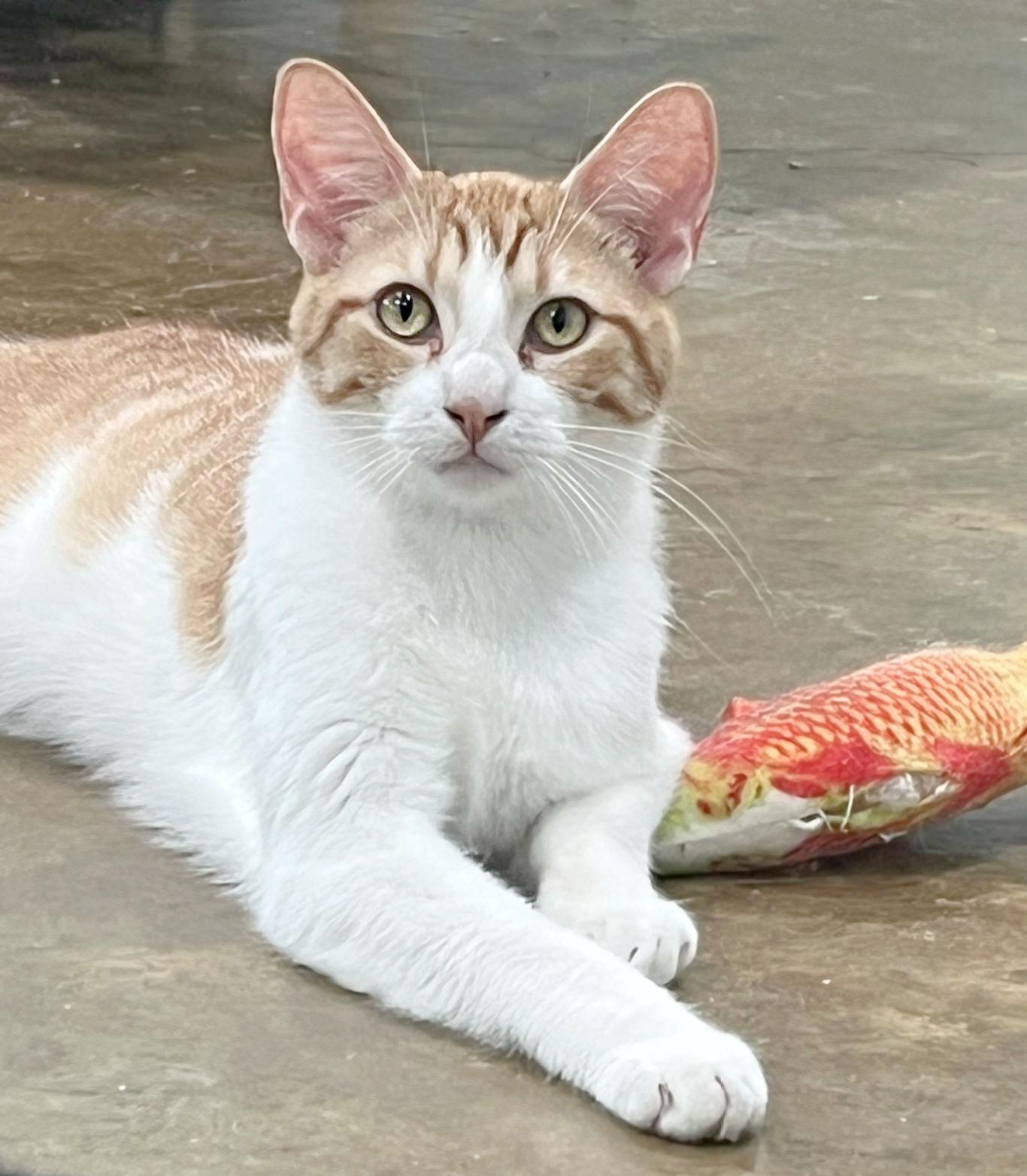 Detroit (Millington, TN), a Adoptable Domestic Short Hair in Millington, TN image 1/6
