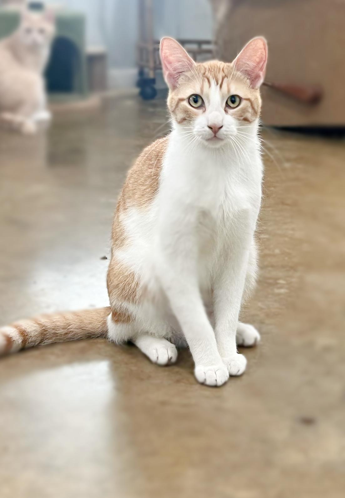 Detroit (Millington, TN), a Adoptable Domestic Short Hair in Millington, TN image 2/6
