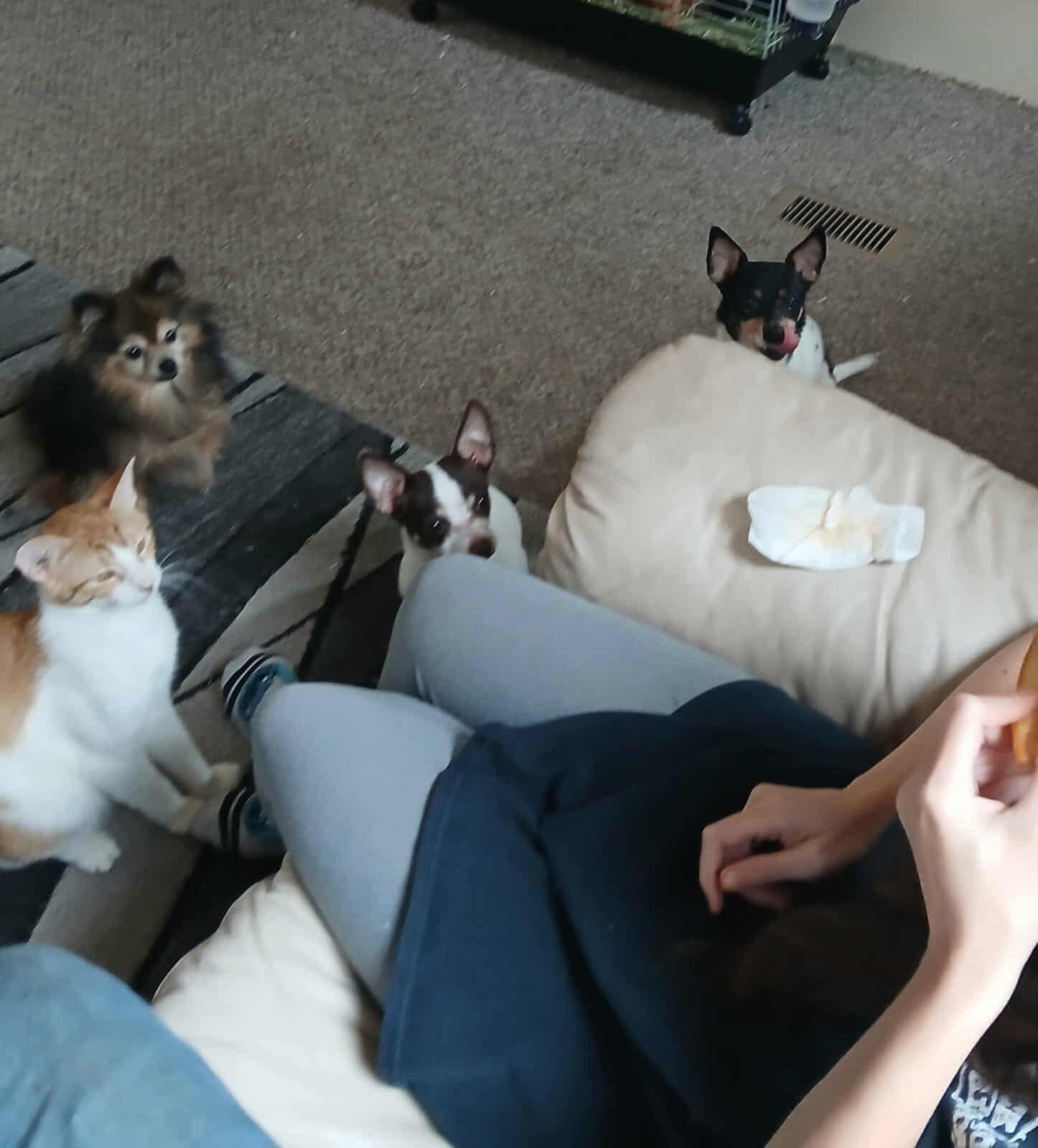 Detroit (Millington, TN), a Adoptable Domestic Short Hair in Millington, TN image 5/6