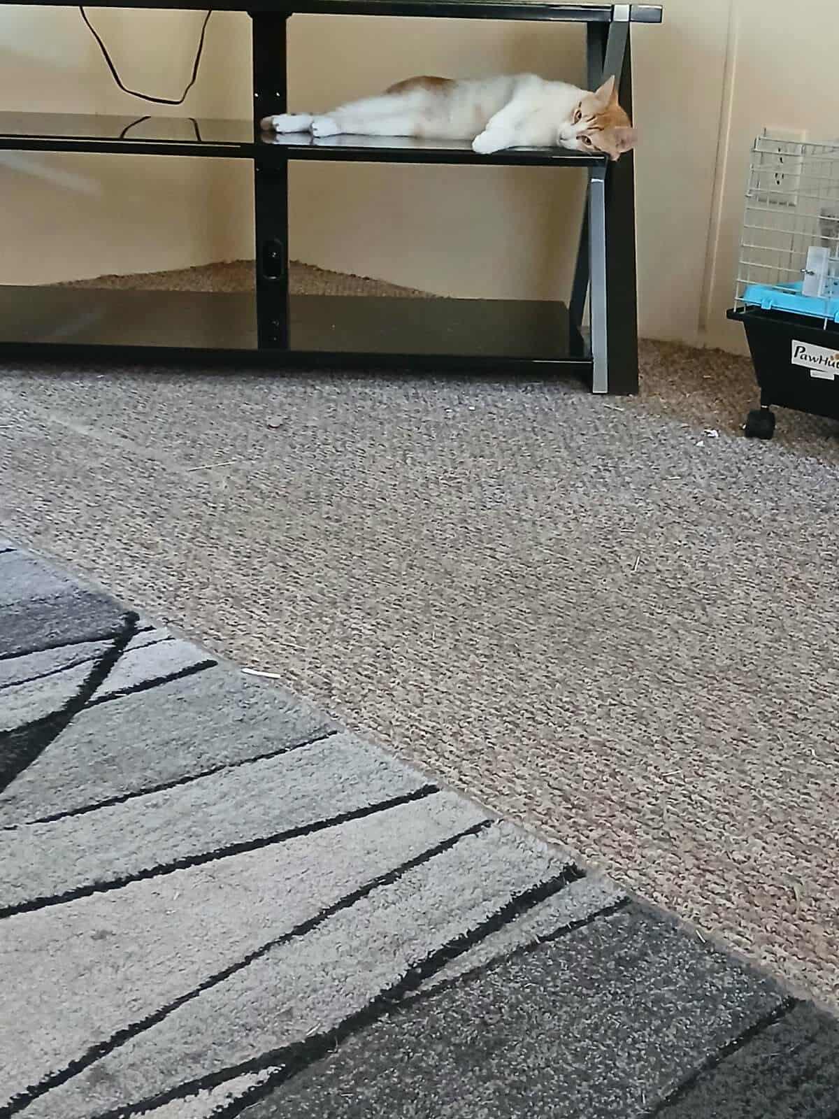 Detroit (Millington, TN), a Adoptable Domestic Short Hair in Millington, TN image 6/6