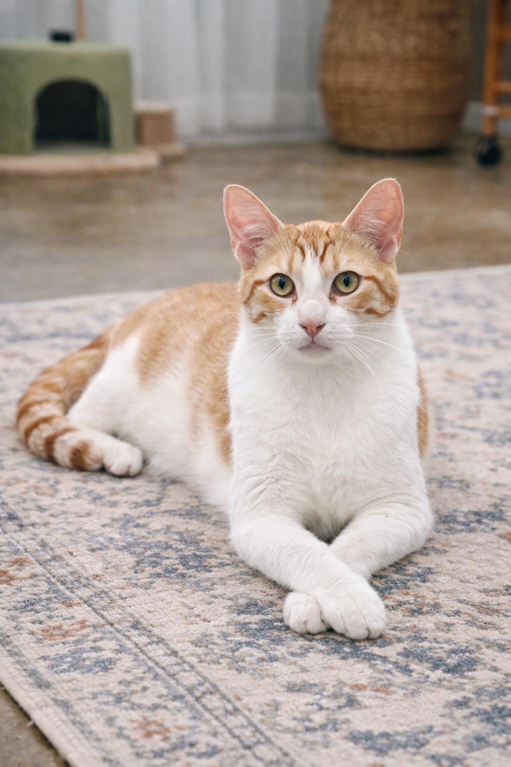 Detroit (Millington, TN), a Adoptable Domestic Short Hair in Millington, TN image 1/5