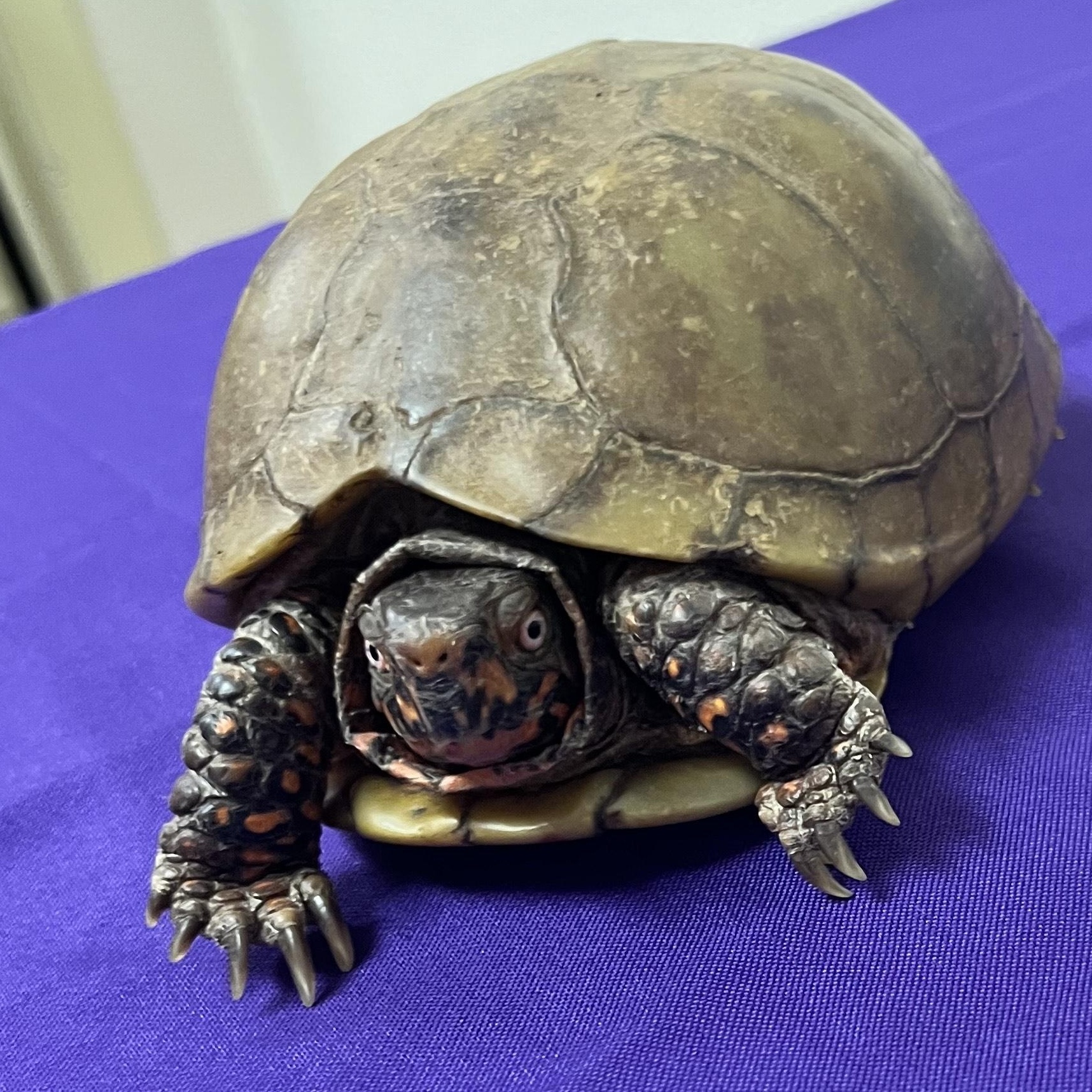 Harry, Adoptable, Adult Male Three-Toed Box.