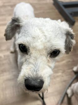 Brynn and Pinky (bonded pair) - Courtesy post