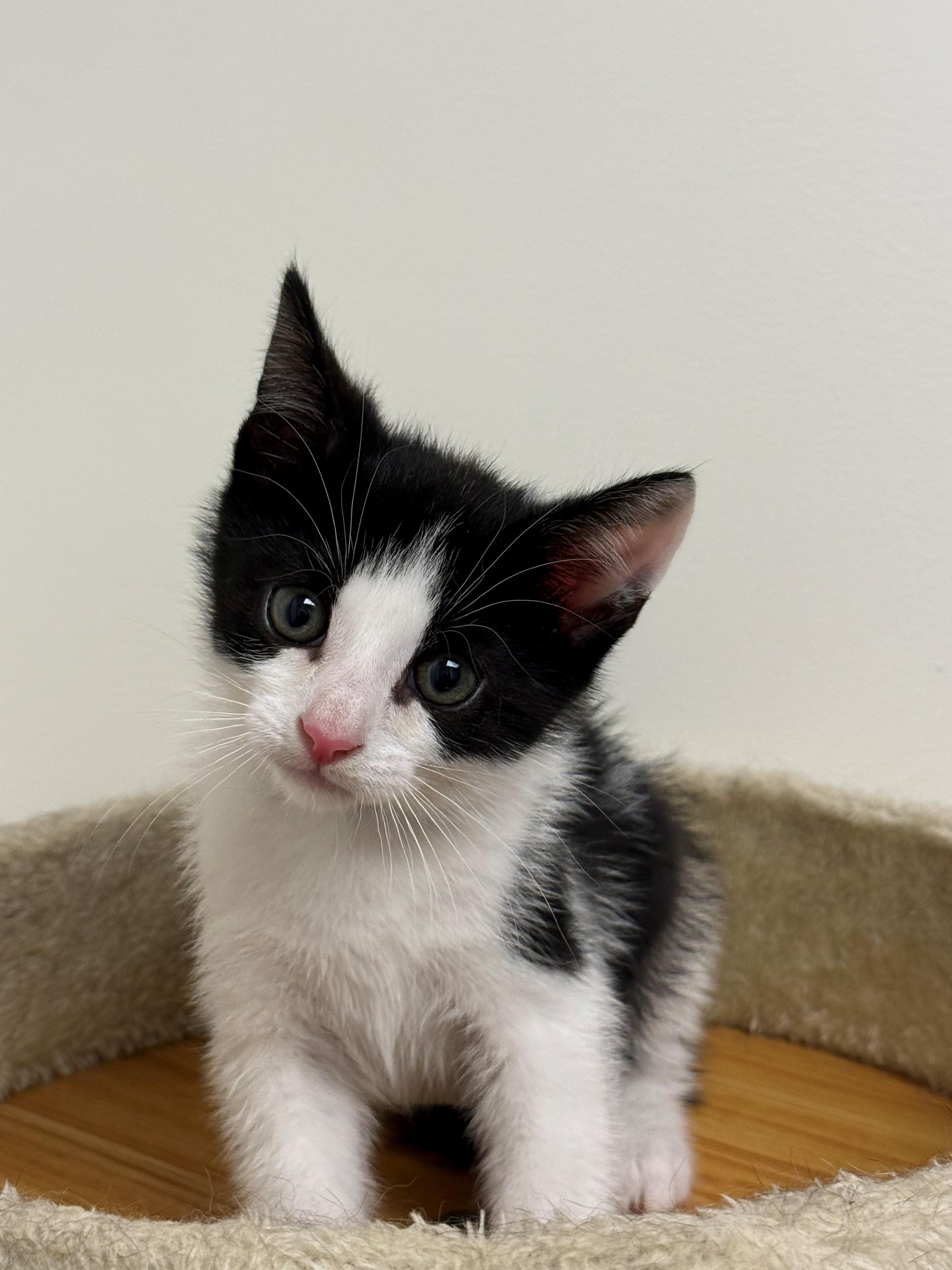 Enlarge Sid, an adopted Domestic Short Hair in Syosset, NY image 1/1