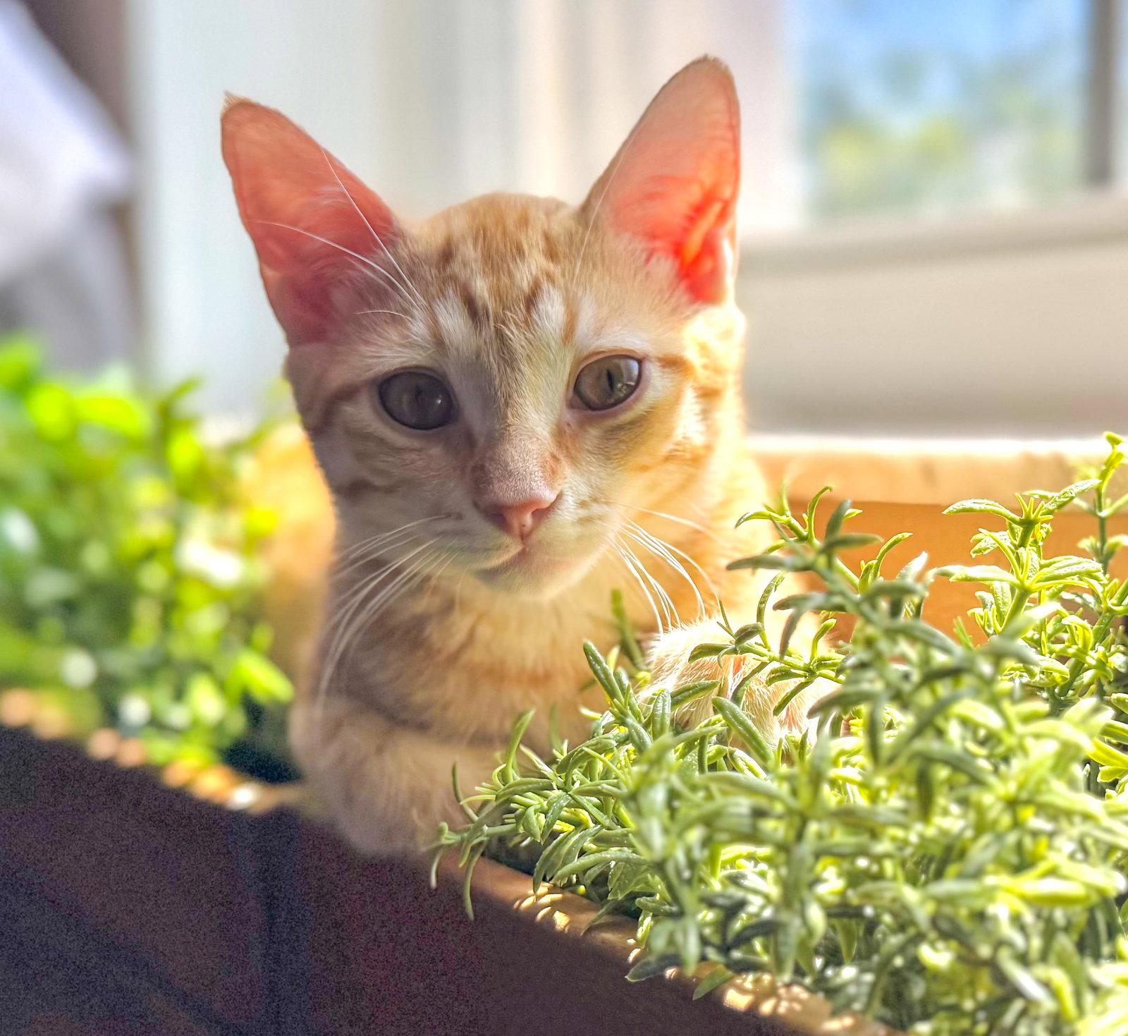 George Weasley, Adoptable, Kitten Male Domestic Short Hair & Tabby.