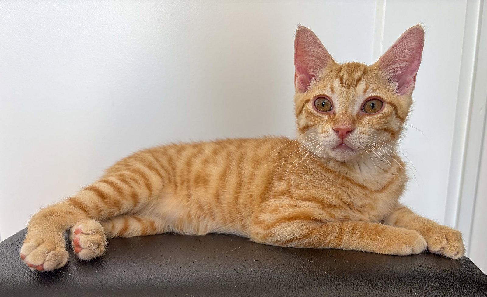 George Weasley, a Adoptable mixed breed in Lighthouse Point, FL image 2/3