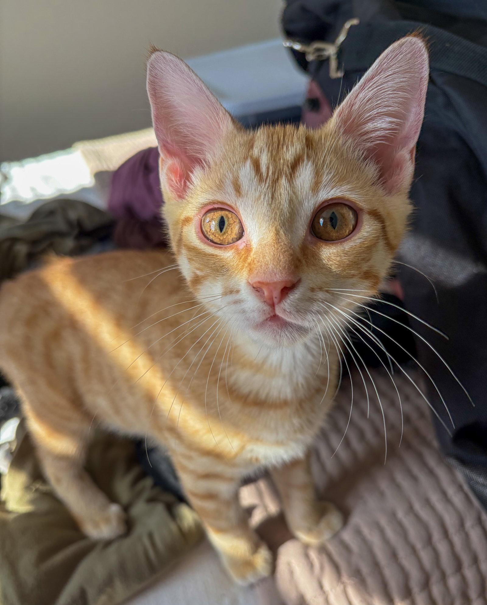 George Weasley, a Adoptable mixed breed in Lighthouse Point, FL image 3/3