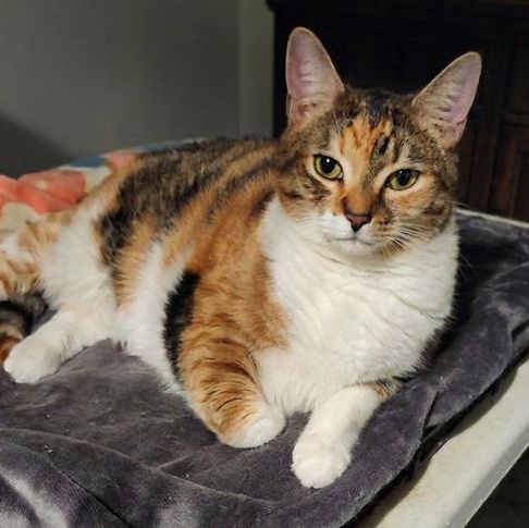 Tokyo, ADOPTABLE, Adult Female Calico.