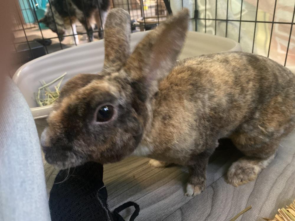 Toby, Adoptable, Young Male Rex.