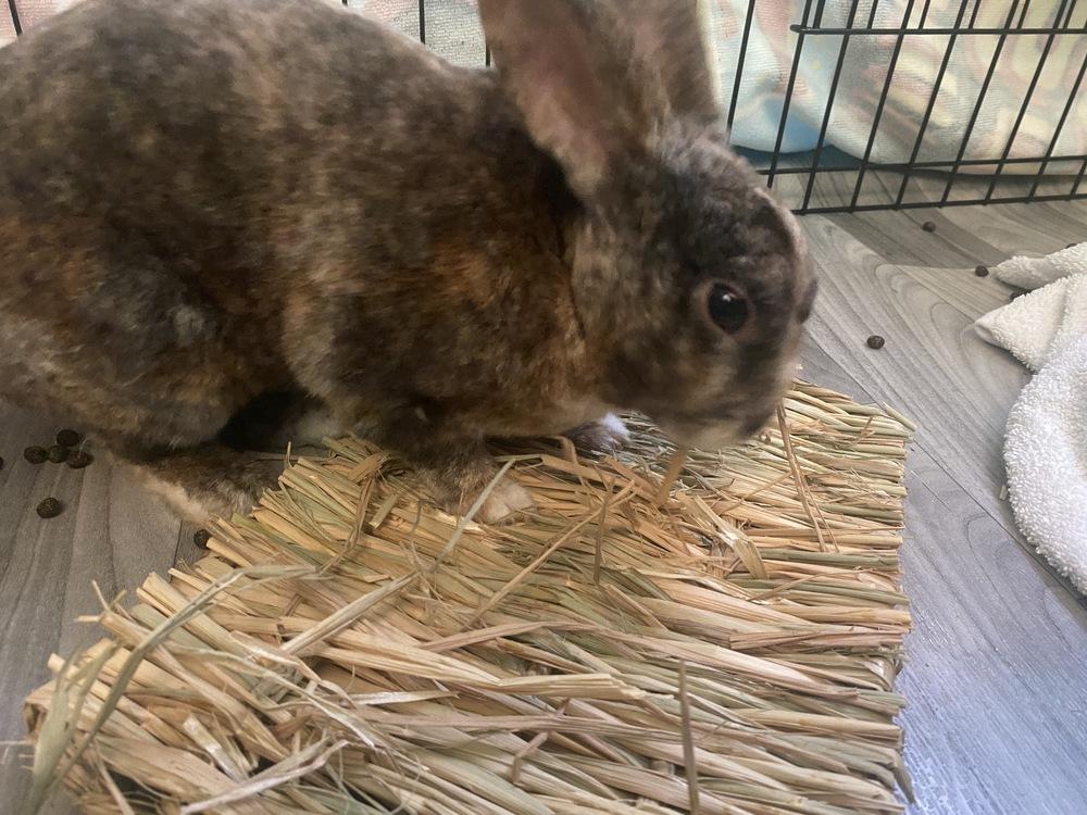 Enlarge Toby, a Adoptable Rex in Melbourne, FL image 2/6