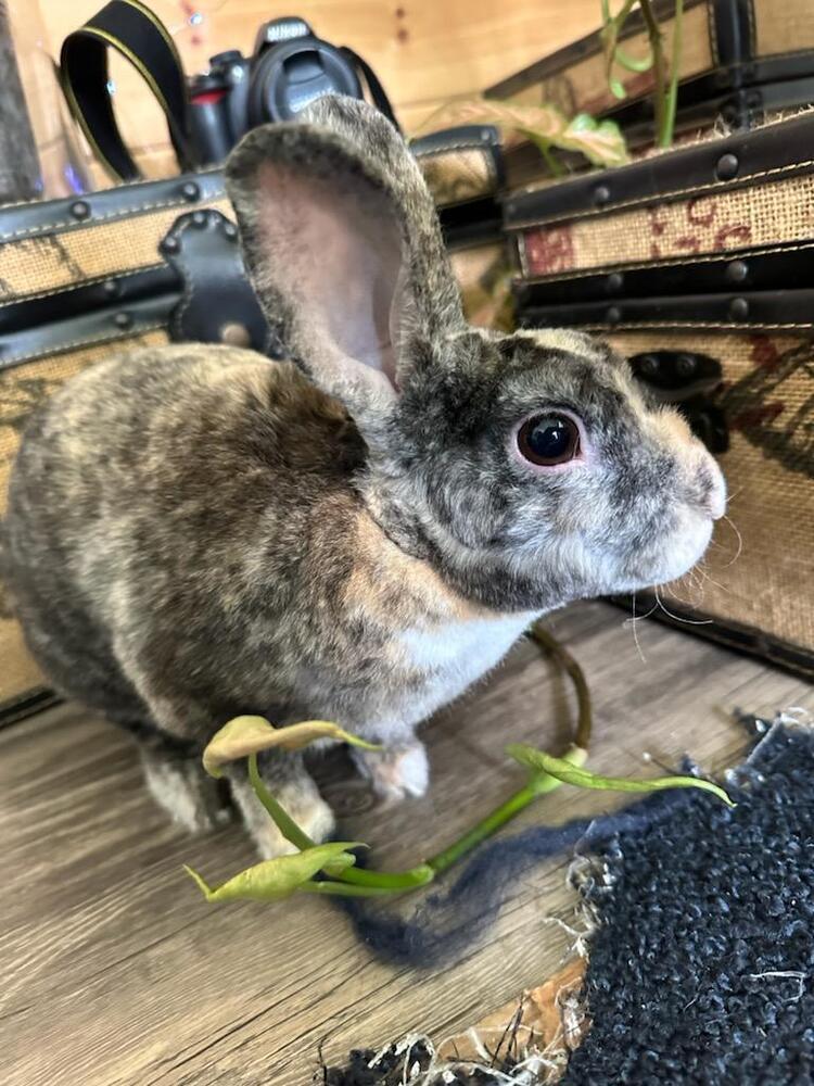 Enlarge Toby, a Adoptable Rex in Melbourne, FL image 3/6