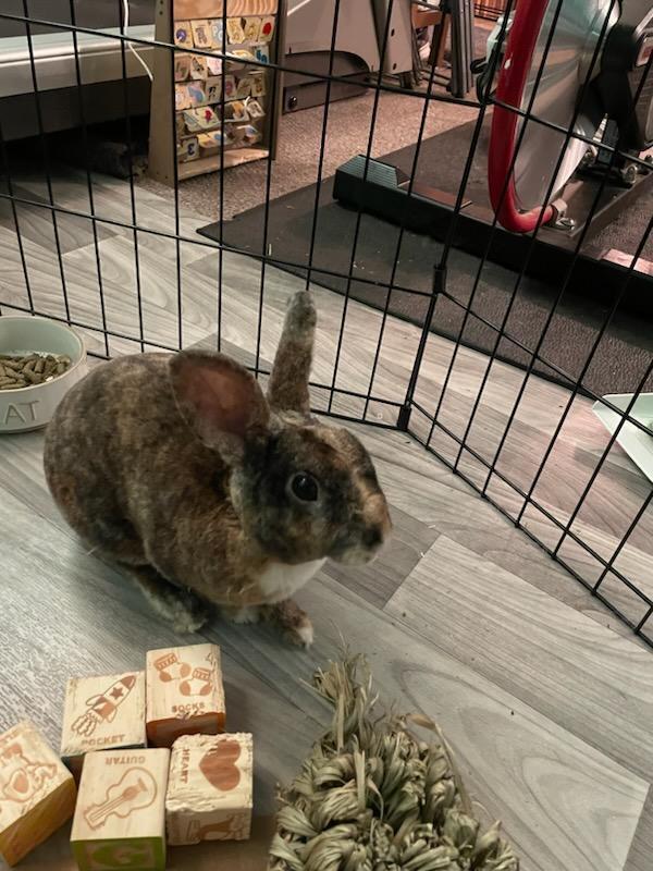 Enlarge Toby, a Adoptable Rex in Melbourne, FL image 4/6