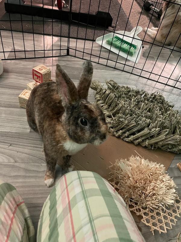 Enlarge Toby, a Adoptable Rex in Melbourne, FL image 5/6