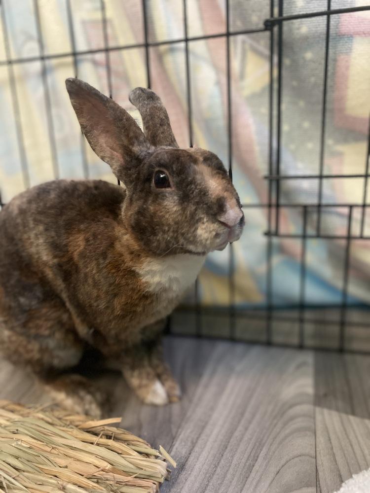 Enlarge Toby, a Adoptable Rex in Melbourne, FL image 6/6