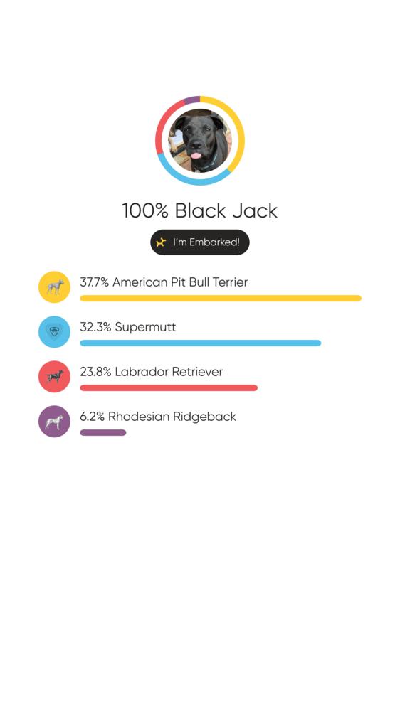 Black Jack, Adoptable, Adult Male Labrador Retriever.