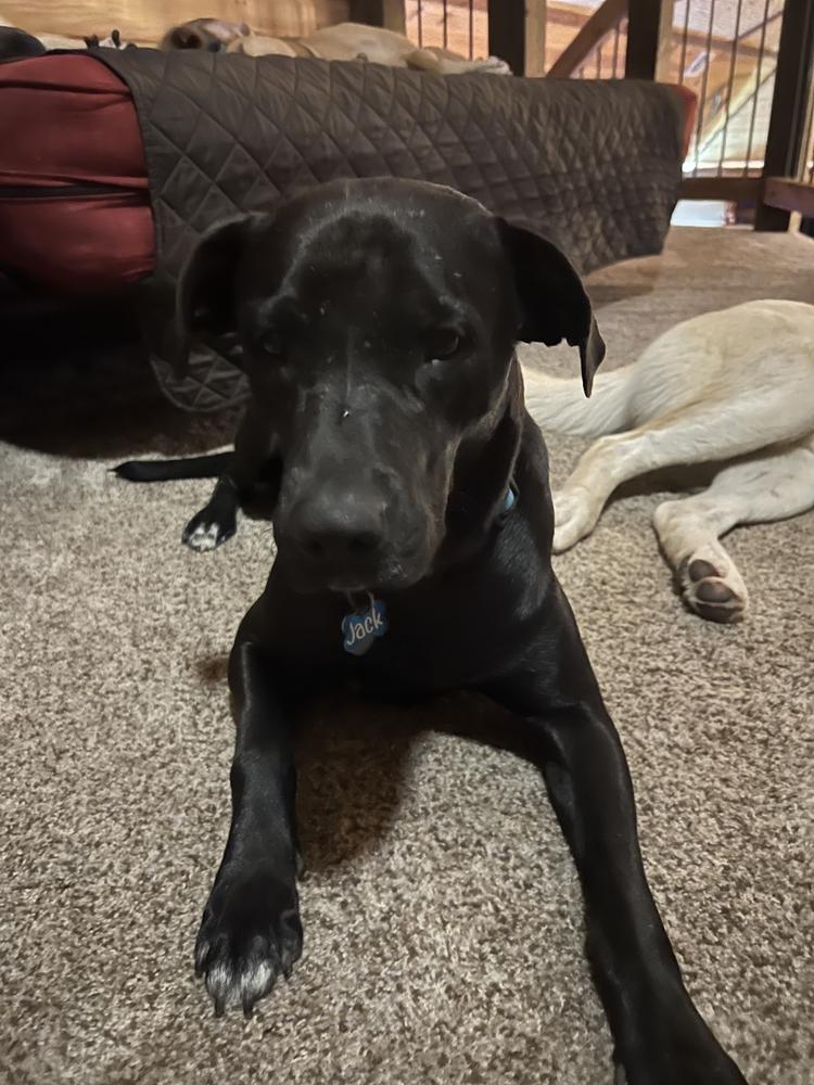 Enlarge Black Jack, a Adoptable mixed breed in Oakwood, TX image 2/6