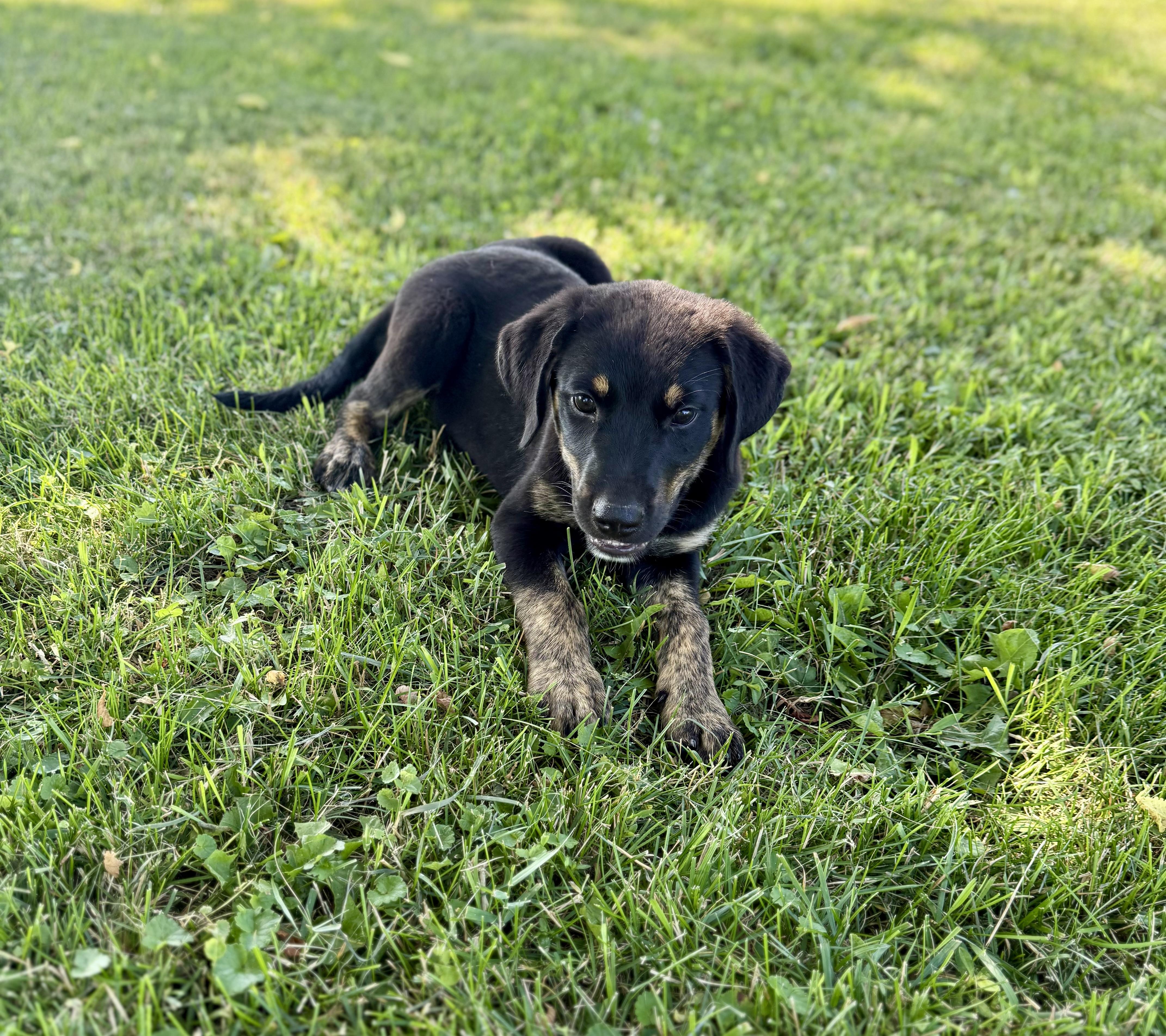 Kimbo