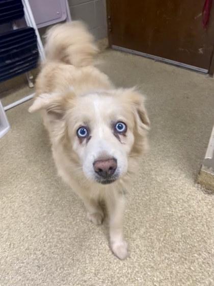 Sherlock Holmes, Adoptable, Adult Male Mixed Breed & Mixed Breed.