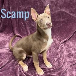 Enlarge Scamp, a ADOPTABLE mixed breed in Pleasantville, NJ image 1/1
