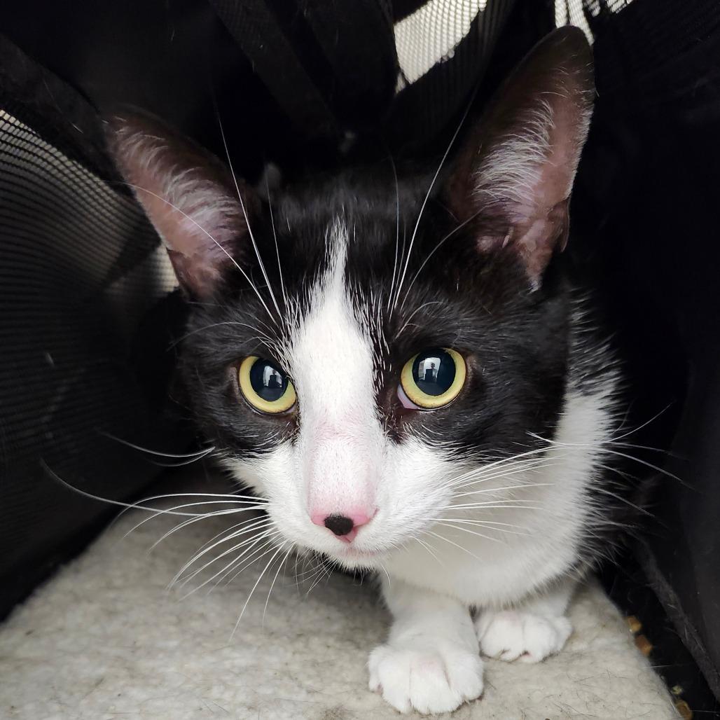 Enlarge Asher, a Adoptable Domestic Short Hair in Ballston Spa, NY image 1/1