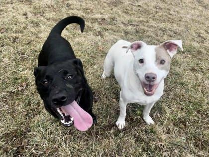 Wippersnapper, Adoptable, Adult Male Pit Bull Terrier & Mixed Breed.