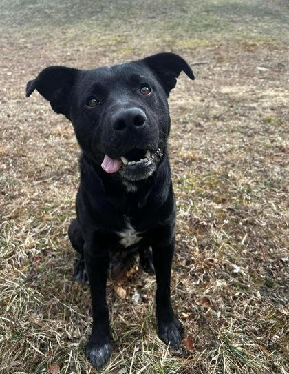 Enlarge Wippersnapper, a Adoptable mixed breed in Spruce Pine, NC image 2/2