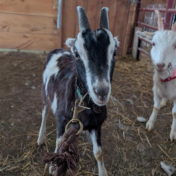 Gumby, ADOPTABLE, Young Male LaMancha.