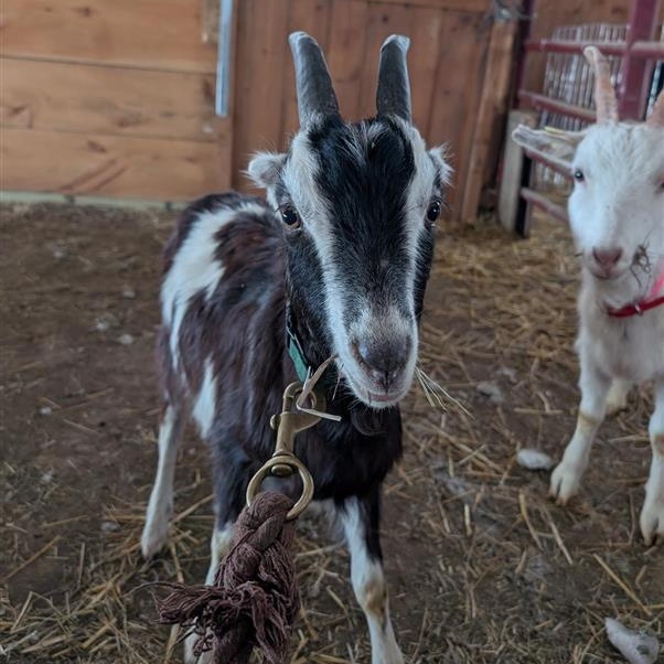 Enlarge Gumby, a ADOPTABLE LaMancha in Cooperstown, NY image 2/3